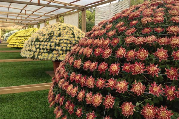 Lễ hội năm nay cũng gây ấn tượng với điểm nhấn là chậu hoa cúc ghép lớn kỷ lục lên tới 2430 bông hoa. Lễ hội năm nay cũng gây ấn tượng với điểm nhấn là chậu hoa cúc ghép lớn kỷ lục lên tới 2430 bông hoa.