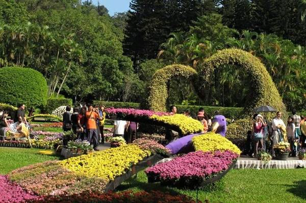 Lễ hội cũng có sự góp mặt của nhiều giống hoa cúc quý được đem đến từ Công viên quốc gia Yangmingshan. Lễ hội cũng có sự góp mặt của nhiều giống hoa cúc quý được đem đến từ Công viên quốc gia Yangmingshan.