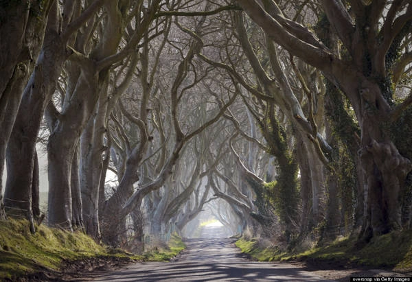 Con đường “hắc ám” Dark Hedges