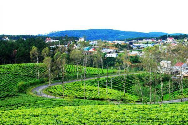 Đồi chè Cầu Đất. Ảnh: viettimetravel Đồi chè Cầu Đất. Ảnh: viettimetravel