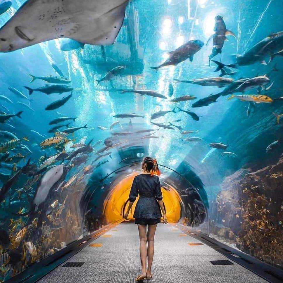 Ảnh: @dubaiaquarium