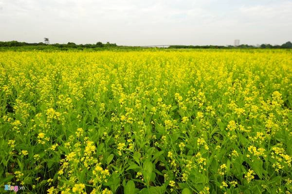 Cánh đồng hoa cải vàng gần địa phận xã Trâu Quỳ, huyện Gia Lâm đã nở rộ. Cánh đồng hoa cải vàng gần địa phận xã Trâu Quỳ, huyện Gia Lâm đã nở rộ.