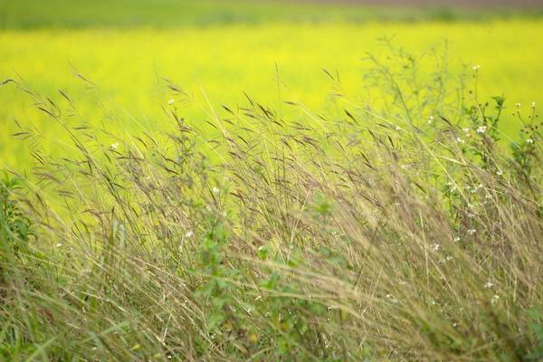 Những vạt cỏ lau đung đưa trong gió. Những vạt cỏ lau đung đưa trong gió.