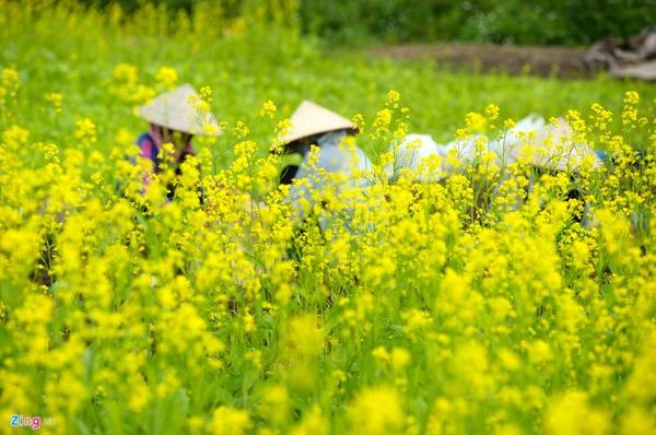 Trước đây, người nông dân thường trồng cải để lấy hạt, tuy nhiên kể từ khi phong trào chụp ảnh với hoa phát triển mạnh, bà con đã chuyển sang thu phí để có lợi nhuận cao hơn. Trước đây, người nông dân thường trồng cải để lấy hạt, tuy nhiên kể từ khi phong trào chụp ảnh với hoa phát triển mạnh, bà con đã chuyển sang thu phí để có lợi nhuận cao hơn.