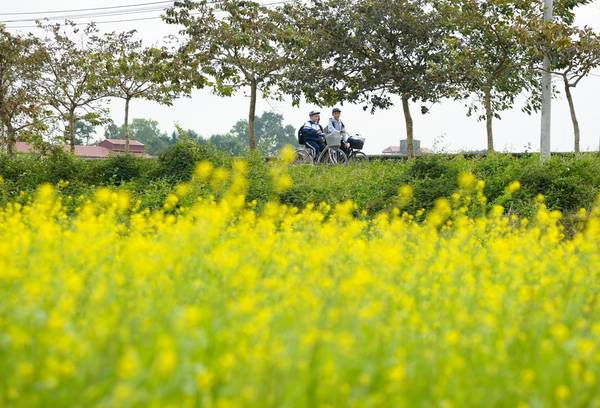 Thời gian gần đây, nhờ lợi nhuận từ việc thu phí chụp ảnh, nhiều ruộng vốn trồng loại cây hoa màu khác cũng chuyển sang "kinh doanh" hoa cải. Thời gian gần đây, nhờ lợi nhuận từ việc thu phí chụp ảnh, nhiều ruộng vốn trồng loại cây hoa màu khác cũng chuyển sang "kinh doanh" hoa cải.