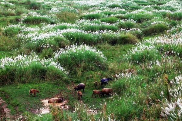 Đâu đó là cảnh tượng hiếm thấy với những chú trâu, bò đang nhởn nhơ gặp cỏ dưới những khóm lau.