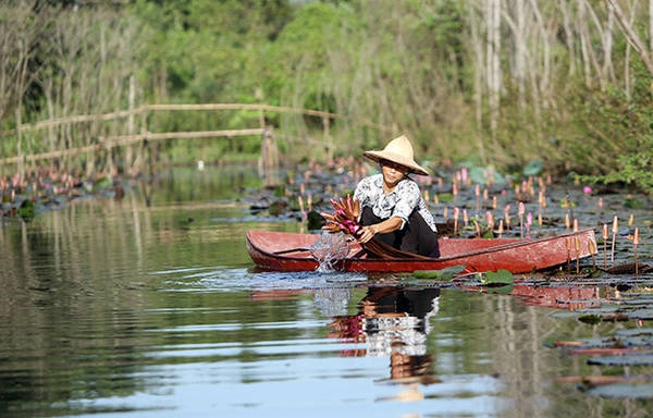 Hoa súng vừa tô điểm cho dòng suối Yến đồng thời tạo thu nhập chính cho người dân nơi đây. Mỗi một bó hoa súng được người dân hái bán với giá 50.000 đồng - Ảnh: Bá Quỳnh Hoa súng vừa tô điểm cho dòng suối Yến đồng thời tạo thu nhập chính cho người dân nơi đây. Mỗi một bó hoa súng được người dân hái bán với giá 50.000 đồng - Ảnh: Bá Quỳnh