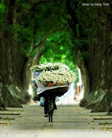 Cúc họa mi được bày bán rất nhiều trên những con phố ở Hà Nội như phố Phan Đình Phùng, Bà Triệu, Nguyễn Thái Học... Ảnh: Giang Trịnh