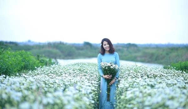 Hoa đẹp rực rỡ trong ánh nắng vàng nhẹ của mùa đông. Với nhiều người, cúc họa mi là nét chấm phá vô cùng đặc biệt, làm nên một Hà Nội rất đỗi bình dị. Nhìn thấy những đóa hoa trắng ngần li ti ấy ngỡ như chạm tay vào mùa đông. Ảnh: Zing 