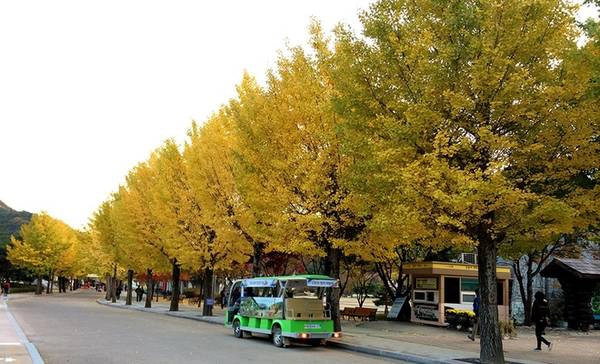 Ngân hạnh hay rẻ quạt là một loại cây trồng rất phổ biến ở Hàn Quốc, tên nó có nghĩa là "hạnh phúc ngân vang". Ngoài vẻ đẹp lãng mạn của tán lá khi mùa thu đến, quả ngân hạnh cũng được người dân tận dụng để nấu ăn. Ngân hạnh hay rẻ quạt là một loại cây trồng rất phổ biến ở Hàn Quốc, tên nó có nghĩa là "hạnh phúc ngân vang". Ngoài vẻ đẹp lãng mạn của tán lá khi mùa thu đến, quả ngân hạnh cũng được người dân tận dụng để nấu ăn.