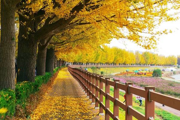 Một bên đường có lối đi tản bộ lãng mạn, cho du khách chiêm ngưỡng hàng rẻ quạt trải dài và hít thở không khí trong lành. Một bên đường có lối đi tản bộ lãng mạn, cho du khách chiêm ngưỡng hàng rẻ quạt trải dài và hít thở không khí trong lành.