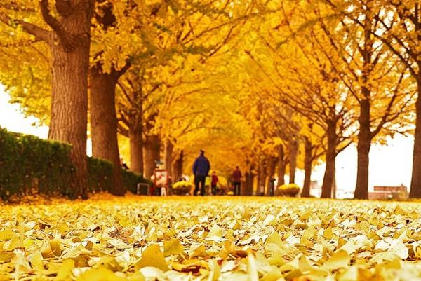 Thảm lá vàng lao xao dưới bước chân du khách, tạo cho bạn cảm giác như lạc vào một bộ phim lãng mạn. Thảm lá vàng lao xao dưới bước chân du khách, tạo cho bạn cảm giác như lạc vào một bộ phim lãng mạn.