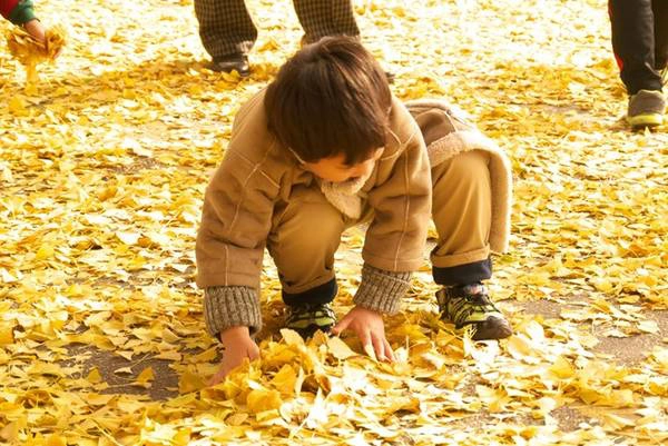 Một cậu bé thích thú đùa nghịch với lá cây. Một cậu bé thích thú đùa nghịch với lá cây.