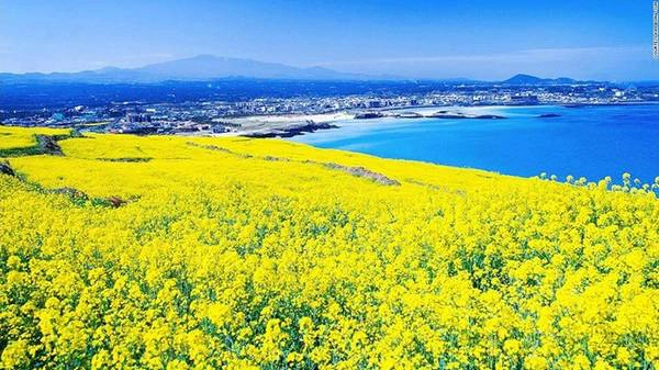 <strong>Hamdeok: </strong>Hamdeok là một ngôi làng nhỏ ven biển nằm cách sân bay Jeju 30 phút đi xe. Những đồng hoa cải vàng rực xuất hiện vào mùa hè, nổi bật trên màu xanh biếc của biển. Đây cũng là địa điểm chèo thuyền kayak được yêu thích với nước khá phẳng lặng.