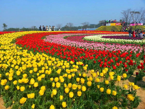 5-le-hoi-hoa-tulip-o-han-quoc-ivivu-4