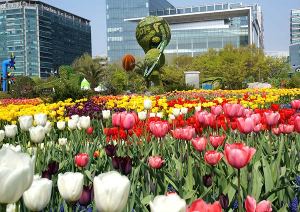 5-le-hoi-hoa-tulip-o-han-quoc-ivivu-5