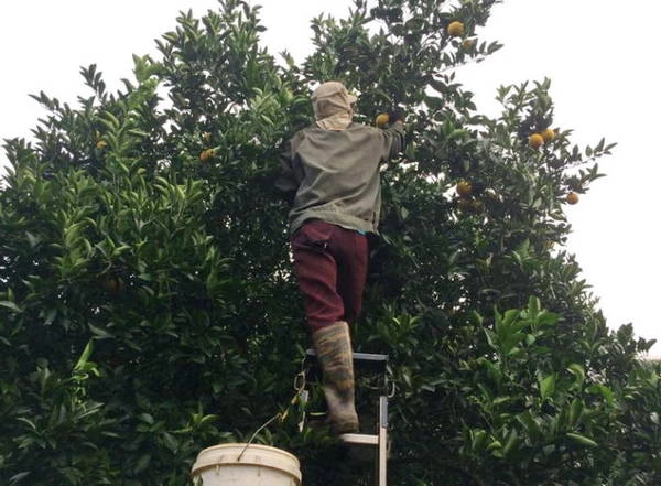 Những cây cam đã cao phải dùng thang để thu hoạch - Ảnh: Huyền Trần Những cây cam đã cao phải dùng thang để thu hoạch - Ảnh: Huyền Trần