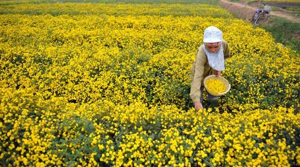 Cách trung tâm Hà Nội khoảng 30 km, du khách đi qua cầu Vĩnh Tuy vào đường 5, tới thị trấn Như Quỳnh, rẽ chợ Như Quỳnh, Văn Lâm khoảng 2 km là tới cánh đồng hoa cúc thôn Nghĩa Trai. Hoặc du khách có thể đi tới đó bằng xe buýt số 40, bến cuối là Như Quỳnh, cách làng hoa 2 km.