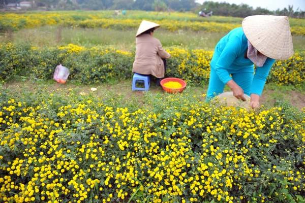 Cúc "tiến vua" còn được gọi là kim cúc, cúc hoa vàng hay hoàng cúc, thường được trồng làm cảnh, lấy pha trà hay làm thuốc. Sự tích kể lại rằng hoa kim cúc (người dân thường gọi tắt là hoa cúc) được trồng để dâng lên vua chúa làm dược liệu nên còn có tên gọi khác là cúc “tiến vua”,