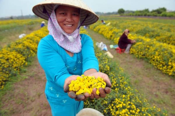 Loài hoa này trồng sau 6 tháng thì có thể thu hoạch. Mỗi dịp thu hoạch chia làm hai đợt cách nhau khoảng một tháng.