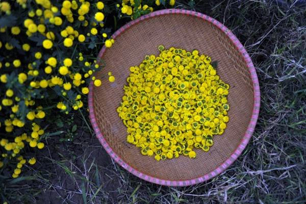 Không kiêu sa như các loài hoa Tết khác, cúc "tiến vua" có một vẻ đẹp mộc mạc, đơn sơ nhưng không kém phần cuốn hút những người yêu hoa.