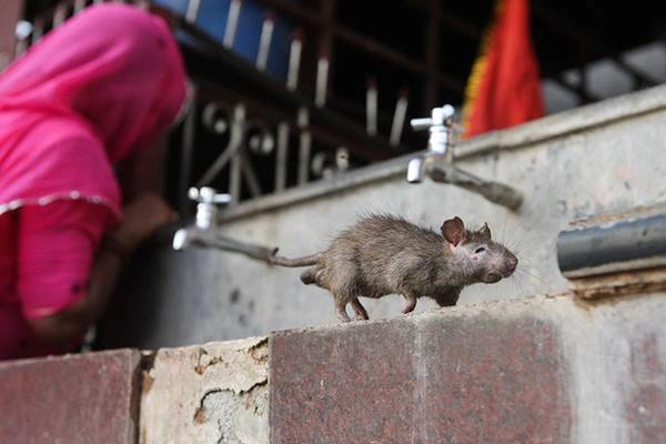 Đền Karni Mata ở thôn Deshnoke, thuộc bang Rajasthan, miền Tây bắc Ấn Độ là ngôi đền duy nhất trên thế giới thờ chuột, với khoảng 20.000 con chuột.