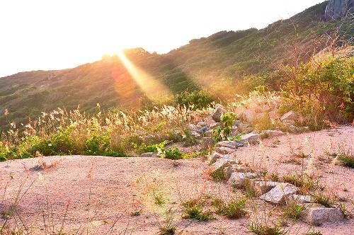 Những ngọn cỏ dại như bừng sáng lên dưới ánh nắng ban mai dịu nhẹ, nhưng chỉ chốc lát nữa thôi ánh nắng này sẽ như thiêu đốt bạn giữa những đồi cát mênh mông. khanhhoa-ivivu-2