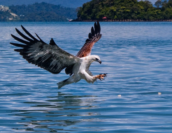 Bên cạnh khung cảnh thiên nhiên, món quà độc đáo của Langkawi là loài đại bàng hoang dã. Không phải ngẫu nhiên khi Langkawi có nghĩa là "hòn đảo của đại bàng". Bạn có thể bắt gặp loài chim này bay lượn ung dung tự tại ở bất cứ đâu trên hòn đảo. Ảnh: Ishafizan