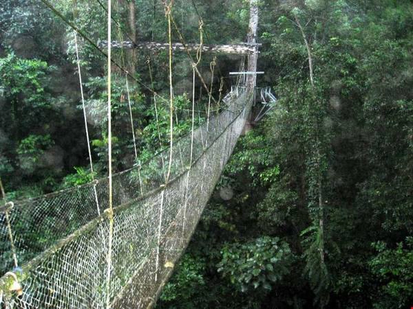 Vườn quốc gia Gunung Mulu không chỉ nổi bật với những kỳ tích dưới lòng đất, mà còn mang vẻ đẹp miên man của núi rừng nhiệt đới nguyên sơ với hệ động thực vật rất phong phú và đa dạng. Ảnh: thebaldgourmet. Vườn quốc gia Gunung Mulu không chỉ nổi bật với những kỳ tích dưới lòng đất, mà còn mang vẻ đẹp miên man của núi rừng nhiệt đới nguyên sơ với hệ động thực vật rất phong phú và đa dạng. Ảnh: thebaldgourmet.