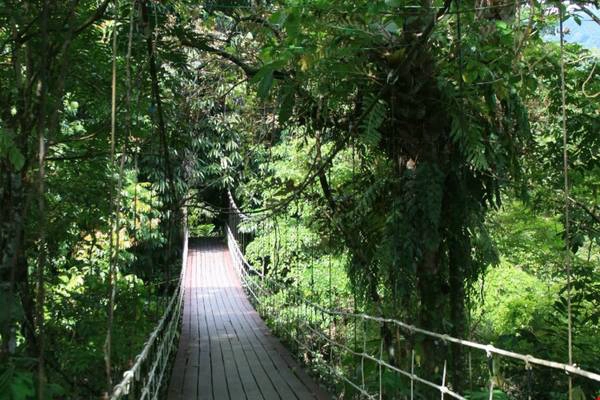 Vườn quốc gia Gunung Mulu là nơi sinh trưởng của hơn 4.000 loài nấm, 1.700 loài rêu, 3.500 loại cây. Ảnh: fatgirldoestheworld. Vườn quốc gia Gunung Mulu là nơi sinh trưởng của hơn 4.000 loài nấm, 1.700 loài rêu, 3.500 loại cây. Ảnh: fatgirldoestheworld.