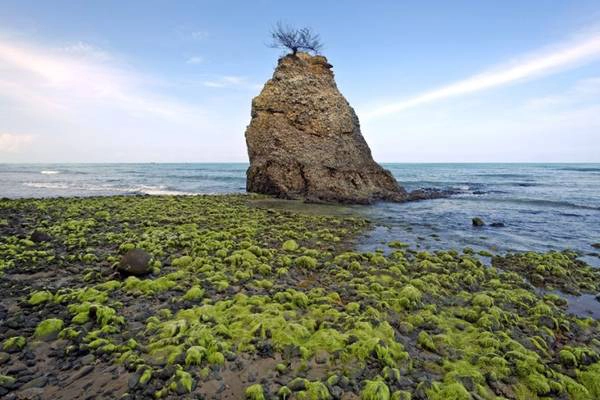 Bờ biển dài, kín gió, thủy triều lặng là nơi thích hợp cho rùa biển cư trú Bờ biển dài, kín gió, thủy triều lặng là nơi thích hợp cho rùa biển cư trú