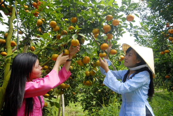 Quýt hồng Lai Vung trĩu quả. Ảnh: Zing News Quýt hồng Lai Vung trĩu quả. Ảnh: Zing News