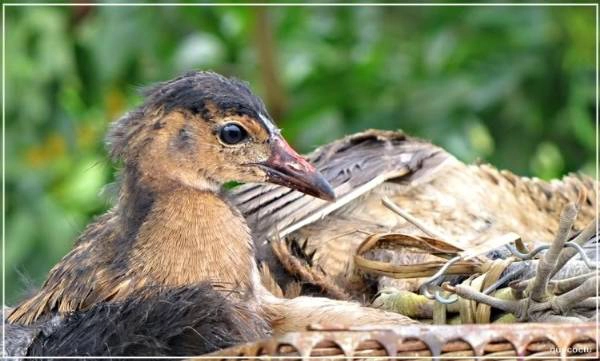 Du lich mien Tay - Chim cúm núm - đặc sản mùa nước nổi miền Tây