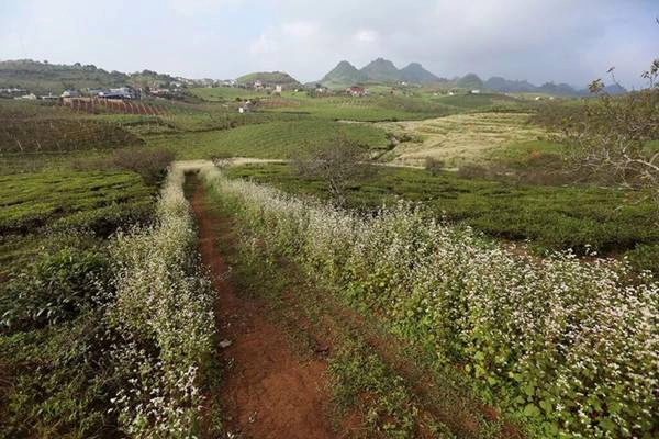 Từ thị trấn nông trường Mộc Châu, đi khoảng 5km hướng về phía Tân Lập bạn sẽ thấy vườn tam giác mạch nằm xen kẽ những đồi chè trên đường vào động Cô tiên. Điều mà từ trước tới nay muốn được chiêm ngưỡng loài hoa này họ phải tới mảnh đất Hà Giang xa xôi hoặc vùng Lử Thẩn Lào Cai.