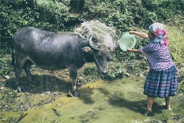 Dự án “Can thiệp làm giảm tình trạng tảo hôn và kết hôn cận huyết thống” của tỉnh Yên Bái đã giúp cải thiện tình trạng này. Năm 2014, số cặp tảo hôn còn 77 trường hợp, hôn nhân cận huyết thống 2 trường hợp. Sáu tháng đầu năm 2015, chỉ có 31 trường hợp tảo hôn và 1 trường hợp hôn nhân cận huyết thống. Do đặc thù địa hình nên trâu có vai trò đặc biệt quan trọng trong nông nghiệp. Hình ảnh tắm cho trâu tại xã La Pán Tẩn, một trong ba xã được Bộ Văn hóa - Thể thao và Du lịch xếp hạng danh thắng di tích cấp quốc gia, theo Quyết định số 10/QĐ-BVHTTDL ngày 17.10.2007.