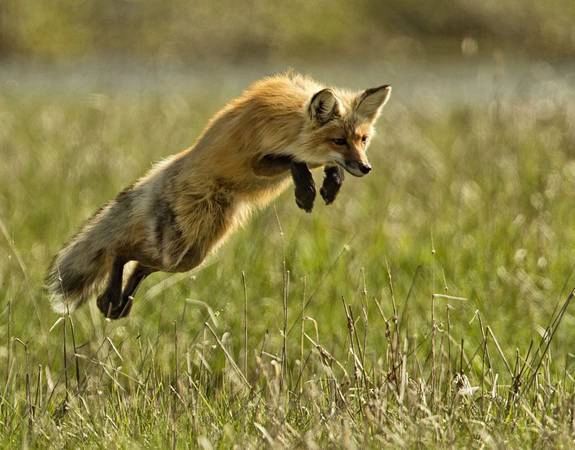 Yellowstone là quê hương của rất nhiều loài động vật: Hệ động vật tại Yellowstone vô cùng phong phú, đa dạng với gần 300 loài chim, 16 loài cá, 67 thú có vú - số lượng lớn nhất tại Mỹ. Danh sách các loài thú gồm có gấu xám Bắc Mỹ, sói, cáo, linh miêu, nai sừng tấm. Dù chúng đáng yêu ra sao, bạn cũng không nên lại gần. Công viên quy định bạn phải đứng cách gấu và sói ít nhất 90 m, cách các loài động vật lớn 22 m. Yellowstone là quê hương của rất nhiều loài động vật: Hệ động vật tại Yellowstone vô cùng phong phú, đa dạng với gần 300 loài chim, 16 loài cá, 67 thú có vú - số lượng lớn nhất tại Mỹ. Danh sách các loài thú gồm có gấu xám Bắc Mỹ, sói, cáo, linh miêu, nai sừng tấm. Dù chúng đáng yêu ra sao, bạn cũng không nên lại gần. Công viên quy định bạn phải đứng cách gấu và sói ít nhất 90 m, cách các loài động vật lớn 22 m.