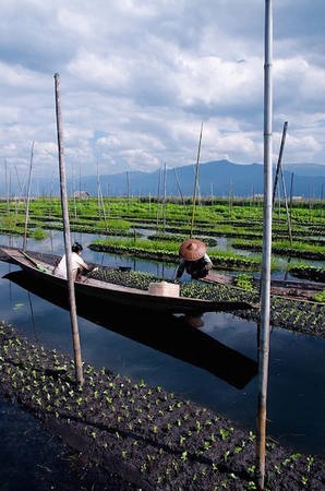 Những khu vườn nổi ở hồ Inle