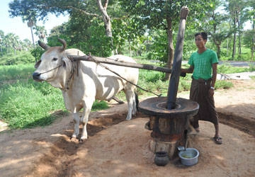 Cách chế biến dầu từ đậu phộng ở Bagan.