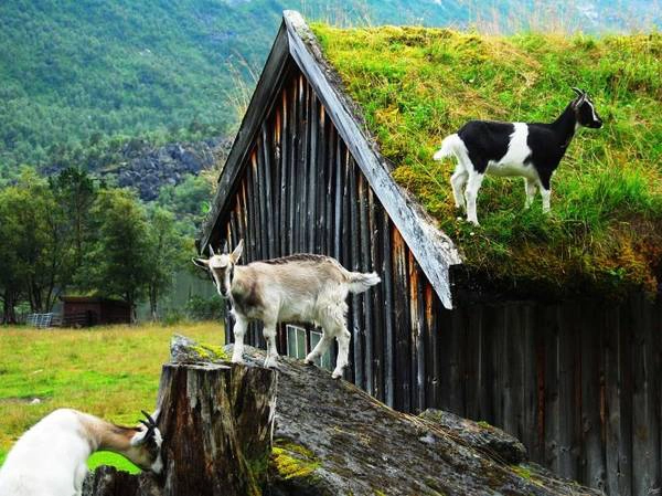 Không hiếm gia súc trên... mái nhà ở Renndolsetra - Ảnh: exviking Không hiếm gia súc trên... mái nhà ở Renndolsetra - Ảnh: exviking
