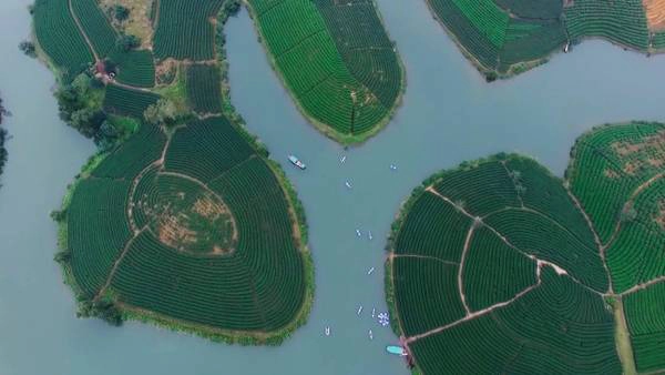 Đồi chè Nghệ An. Ảnh: CLB Kayak Hạ Long & ĐTH Nghệ An