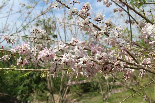 Đến suối Thạch Lâm vào mùa hoa anh đào nở, bạn sẽ được lạc vào một khu vườn rực rỡ bừng sắc đẹp đến khó cưỡng. Ảnh: FB WaterLand suối Thạch Lâm Đến suối Thạch Lâm vào mùa hoa anh đào nở, bạn sẽ được lạc vào một khu vườn rực rỡ bừng sắc đẹp đến khó cưỡng. Ảnh: FB WaterLand suối Thạch Lâm