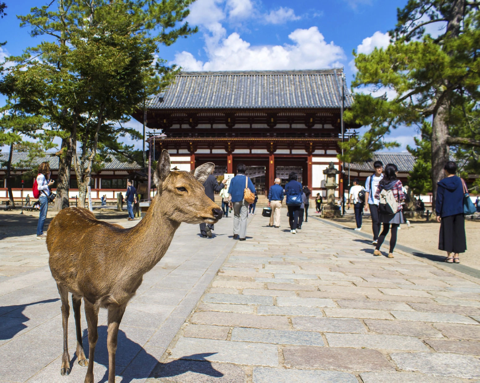 Nguồn: GotoJapan