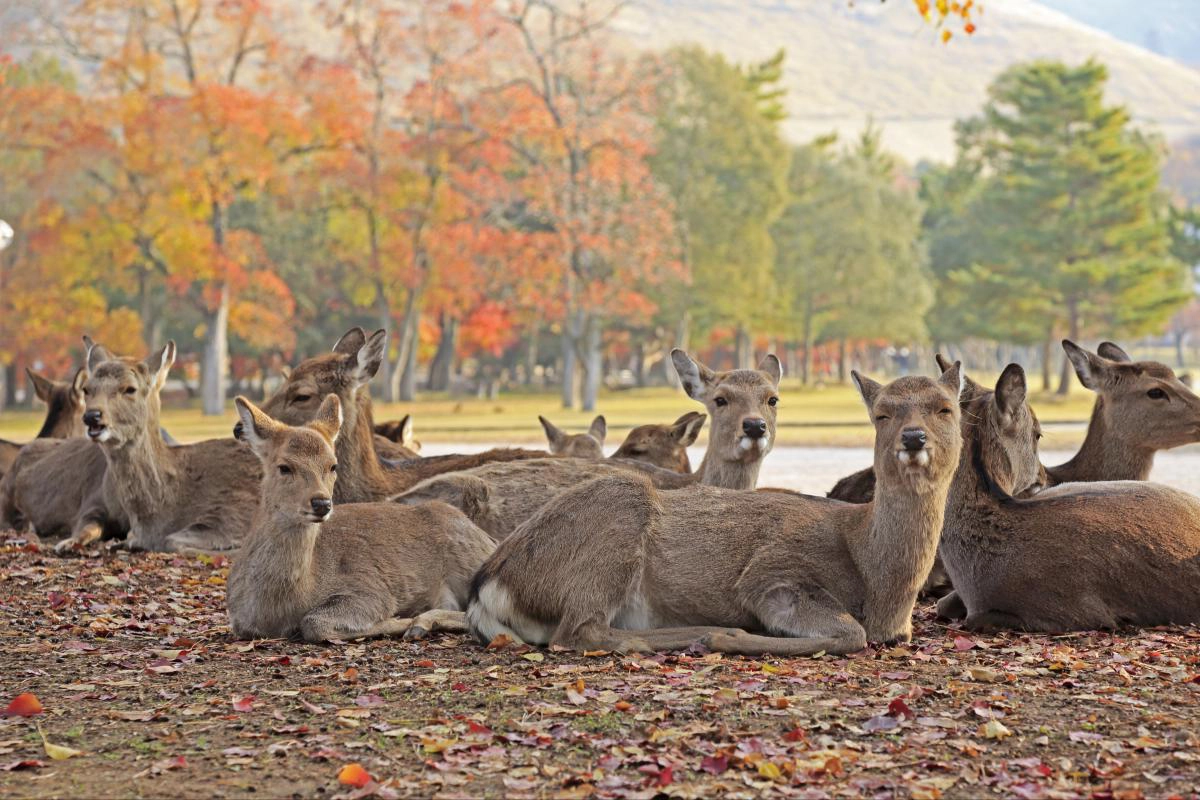 Nguồn: GotoJapan