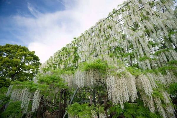 Bức tường hoa Fuji trắng cao sừng sững - Ảnh: An Văn Bức tường hoa Fuji trắng cao sừng sững - Ảnh: An Văn