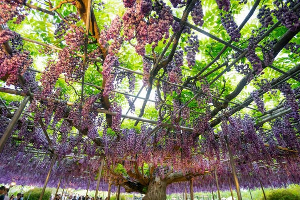 Một cây hoa Fuji có hoa giống chùm nho - Ảnh: An Văn Một cây hoa Fuji có hoa giống chùm nho - Ảnh: An Văn