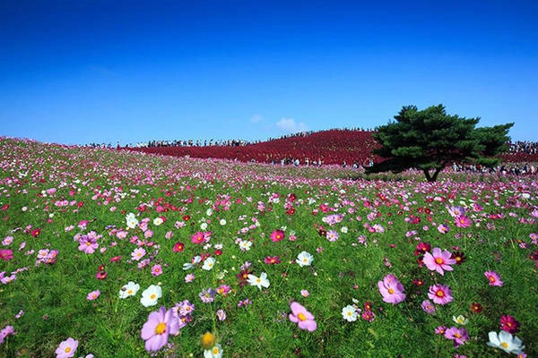 Mùa hoa cosmos ở công viên Hitachi Seaside - Ảnh: Phan An Mùa hoa cosmos ở công viên Hitachi Seaside - Ảnh: Phan An