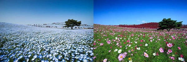 Mùa hoa nemophila (hoa mắt xanh) và mùa hoa cosmos ở công viên Hitachi- Ảnh: PhanAn Mùa hoa nemophila (hoa mắt xanh) và mùa hoa cosmos ở công viên Hitachi- Ảnh: PhanAn