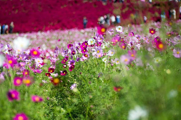 Du khách ngắm hoa ở công viên Hitachi park - Ảnh: Phan An Du khách ngắm hoa ở công viên Hitachi park - Ảnh: Phan An