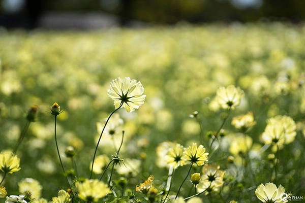 Hoa cosmos vàng - Ảnh Phan An Hoa cosmos vàng - Ảnh Phan An