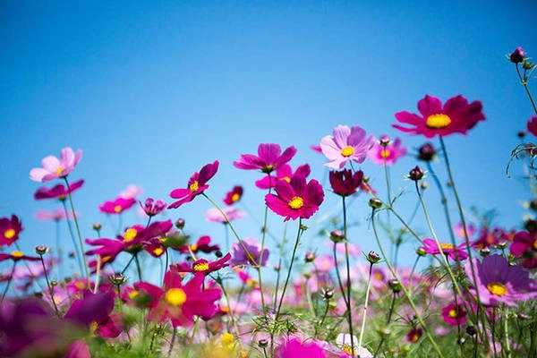Hoa Cosmos tím - Ảnh: Phan An Hoa Cosmos tím - Ảnh: Phan An